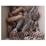 Pine Cones