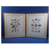 Framed Seashells