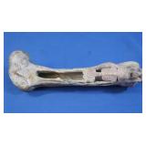 Antique Carved Pig Bone (possibly pre-Columbian)