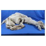 Taxidermy Albino Deer Rug