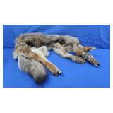 Coyote Pelt-55"L