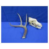 Animal Skull & Antlers