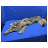 Coyote Pelt-55"L