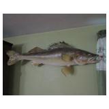 Mounted Walleye-31"Lx12"W