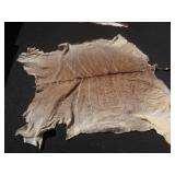 Antelope Hide