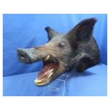 Wild Boar Taxidermy Head Mount