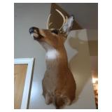Taxidermy Shoulder Mount Whitetail Deer