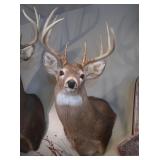 Taxidermy Shoulder Mount of Whitetail Deer
