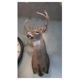 Taxidermy Shoulder Mount of Whitetail Deer