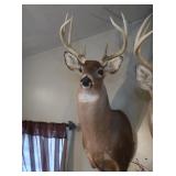 Taxidermy Shoulder Mount of Whitetail Deer