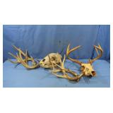 Bear skull & deer antlers