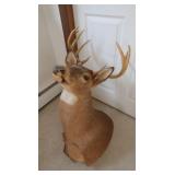 Whitetail Shoulder Mount