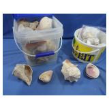 Seashell Lot