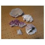 Small Container of Decorative Sea Shells,Coral