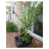 3 Planters(1-28x9x8",1-Standing