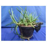 Aloe Vera Plant In Rabbit Planter