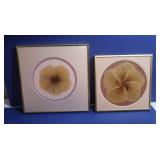 Framed/Matted "Flowers of Aloha", Real Hibiscus