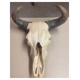 Buffalo skull