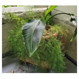 huge Asparagus fern
