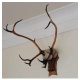 LARGE Wooden deer? carving with real antlers