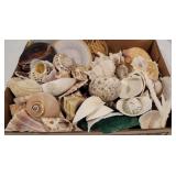 Box of pretty sea shells