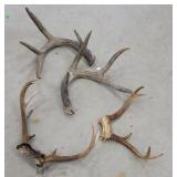 Deer antlers