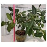 Large Majolica?? Pot with Plant