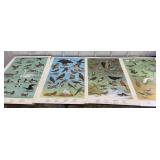 4 wildlife posters from 1965 approx 20"x30"
