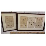 4 entomology bug lithographs in 2 frames