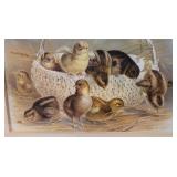 Victorian baby chick/chicken print- "Here at last"