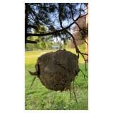 Large bee nest - minus the bees