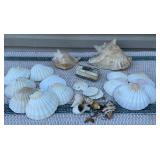 Pretty box of shells& petrified wood??