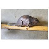 Carved walking stick W/a beaver