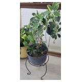 Plant W/white plant stand