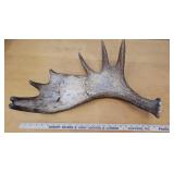 Moose antler