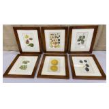 6 framed fruit prints - Dept. of Agriculture