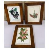 3 framed fruit prints - approx 8.5"x10.5"
