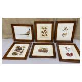 6 framed tree/nut/pheasant prints - Dept. of