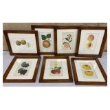 7 framed fruit prints - Dept. of Agriculture