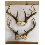 Pair of antlers