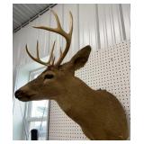 Mounted 8-point buck