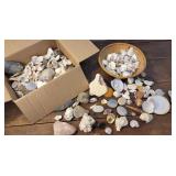 Box seashells & rocks