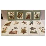 Audubon prints of birds