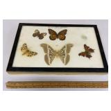 Showcase w/ NYS butterflies & moths