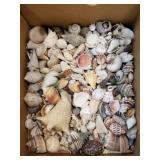 Assorted seashells