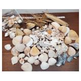 Sea shells, etc.