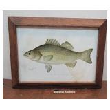 Denton print - The white perch in nice oak frame