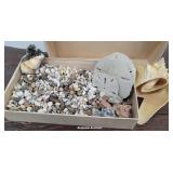 Box Of Seashells Most Very Very Tiny