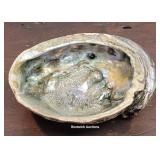 Large Abalone seashell