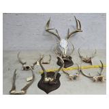 Deer antlers